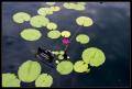 CRW_8496 Water Lily